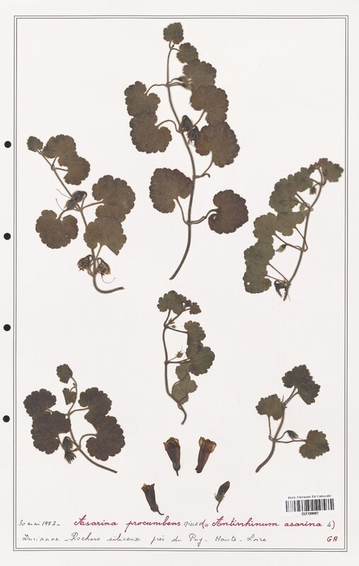 Asarina procumbens  (Plantaginaceae)