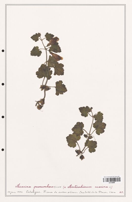 Asarina procumbens  (Plantaginaceae)