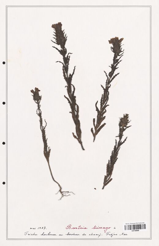 Bartsia trixago  (Orobanchaceae)