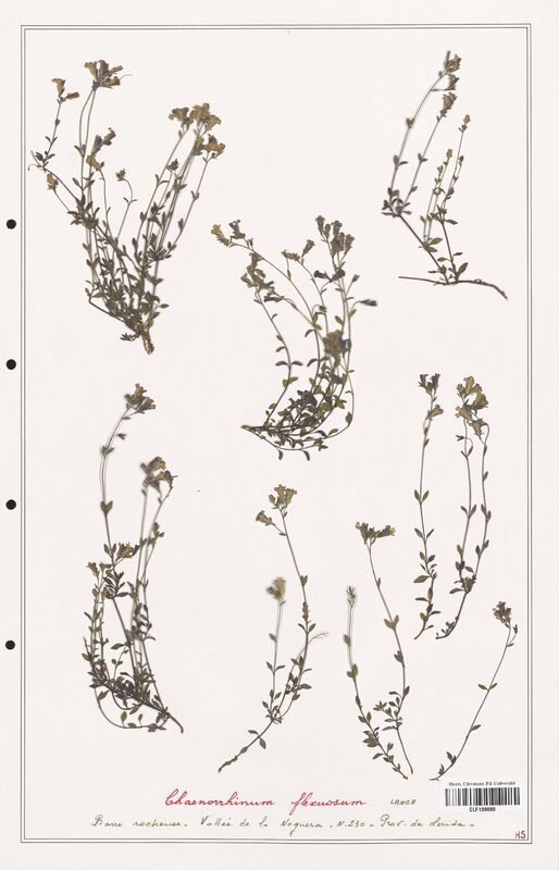 Chaenorrhinum flexuosum  (Plantaginaceae)