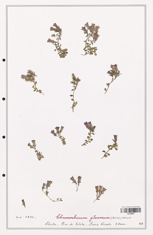 Chaenorrhinum glareosum  (Plantaginaceae)