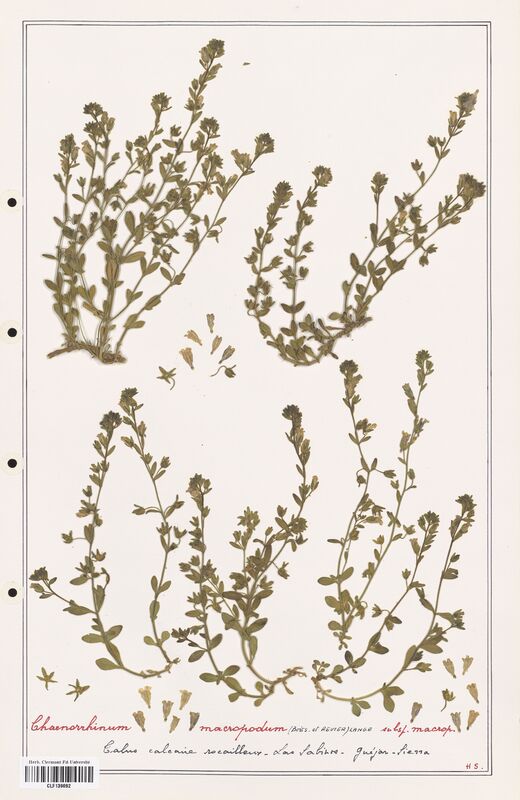 Chaenorrhinum macropodum  (Plantaginaceae)