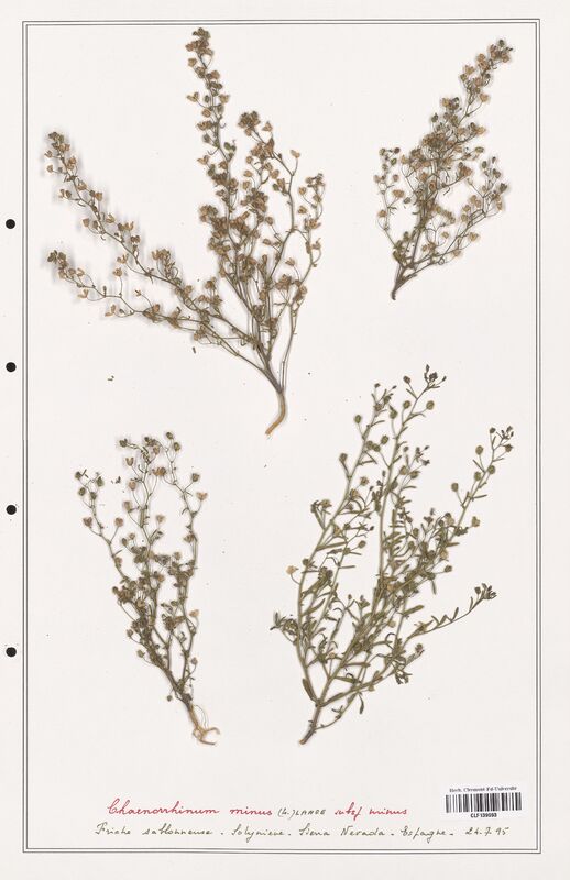 Chaenorrhinum minus  (Plantaginaceae)