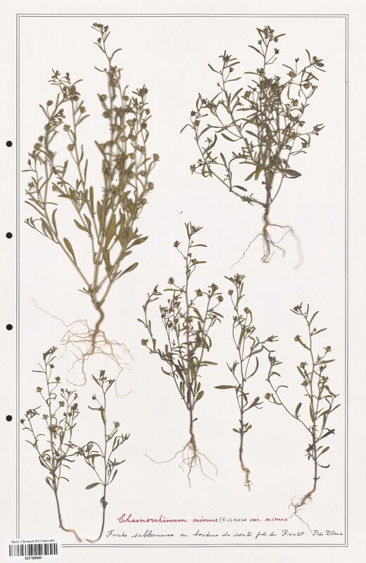 Chaenorrhinum minus  (Plantaginaceae)