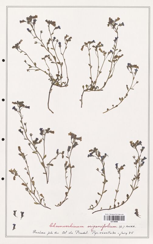 Chaenorrhinum origanifolium  (Plantaginaceae)