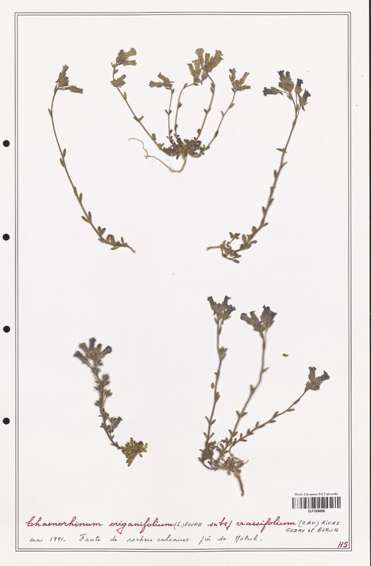 Chaenorrhinum origanifolium  (Plantaginaceae)