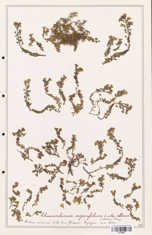Chaenorrhinum origanifolium  (Plantaginaceae)