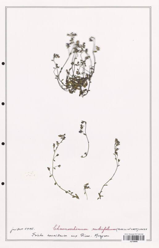 Chaenorrhinum rubrifolium  (Plantaginaceae)