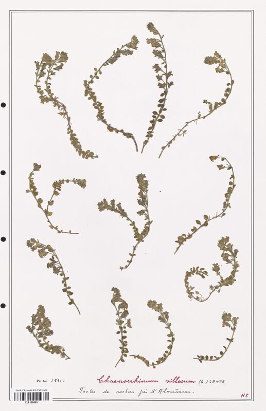 Chaenorrhinum villosum  (Plantaginaceae)