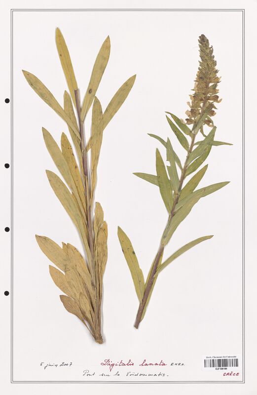 Digitalis lanata  (Plantaginaceae)