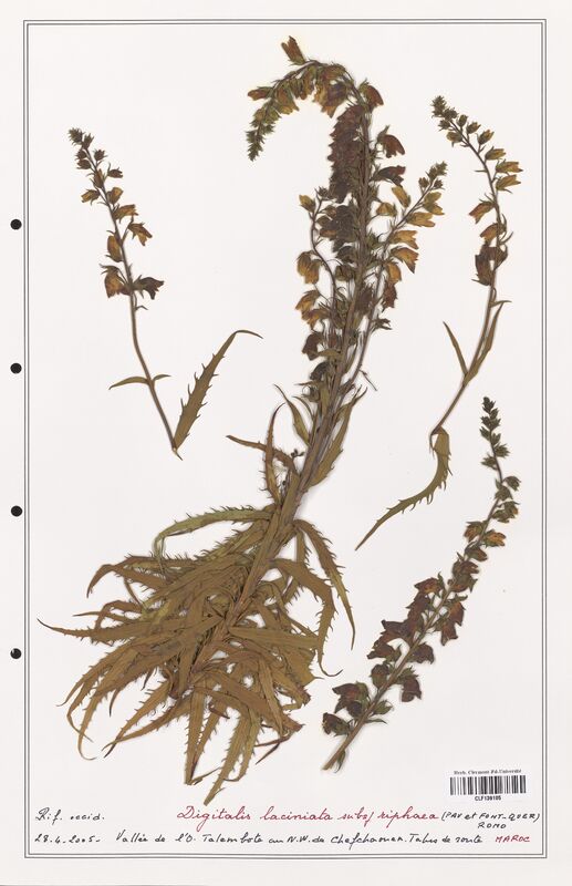 Digitalis laciniata  (Plantaginaceae)