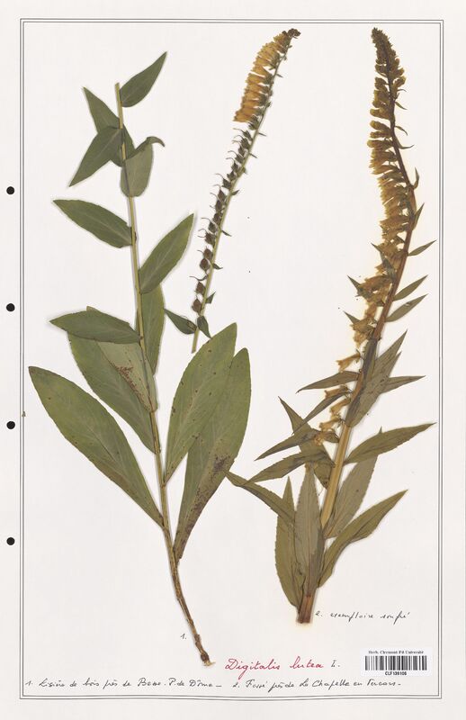 Digitalis lutea  (Plantaginaceae)