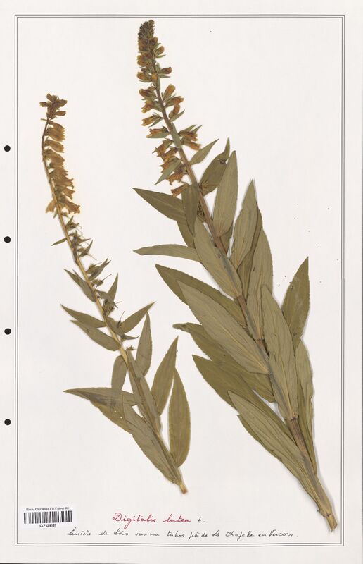 Digitalis lutea  (Plantaginaceae)