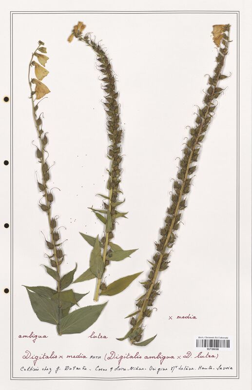 Digitalis media  (Plantaginaceae)