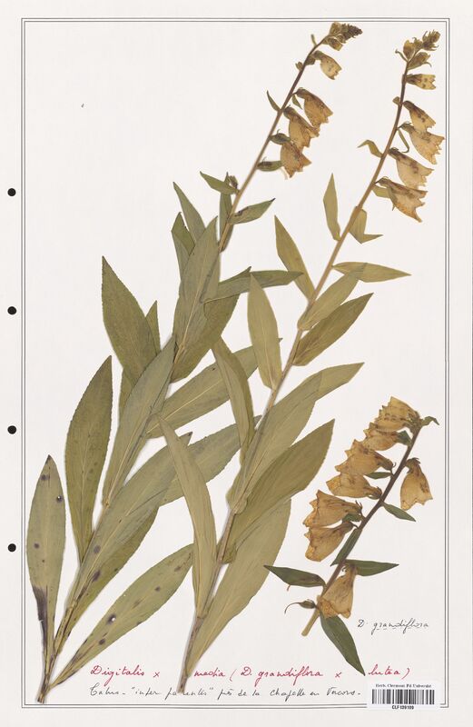 Digitalis media  (Plantaginaceae)