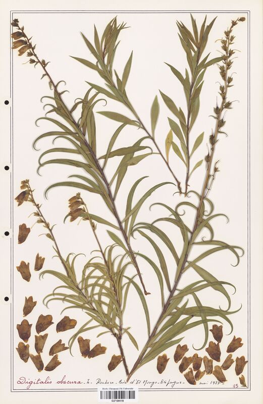 Digitalis obscura  (Plantaginaceae)