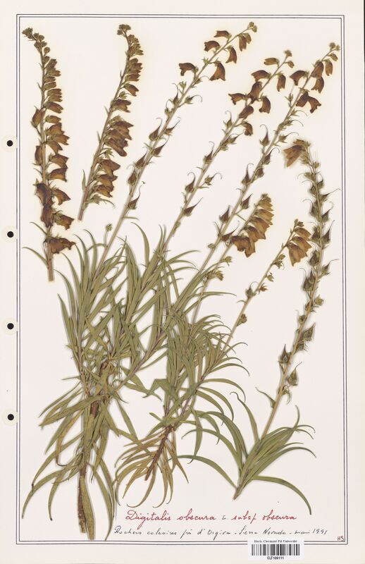 Digitalis obscura  (Plantaginaceae)