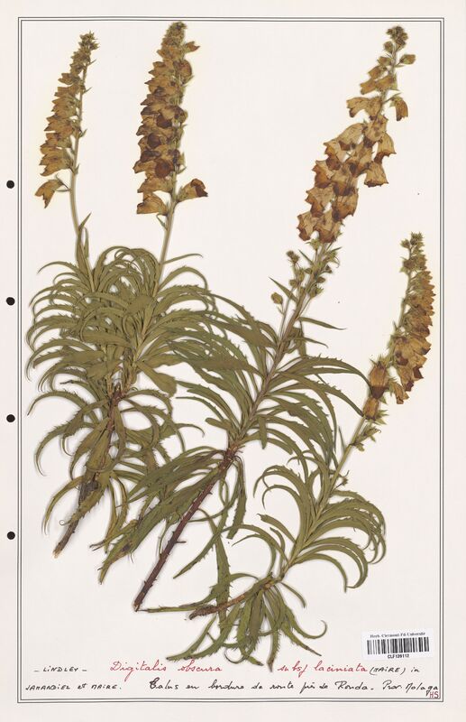 Digitalis obscura  (Plantaginaceae)