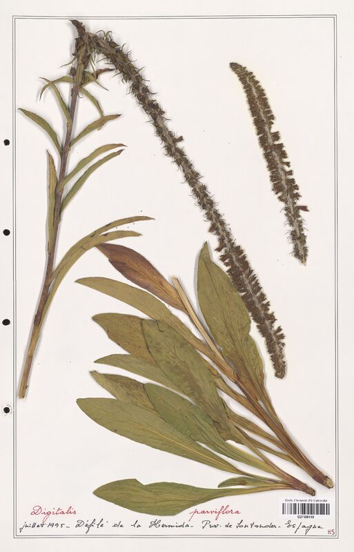 Digitalis parviflora  (Plantaginaceae)