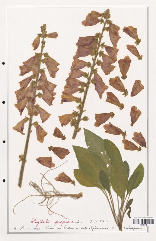 Digitalis purpurea  (Plantaginaceae)