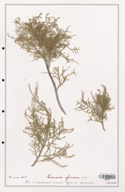 Tamarix africana  (Tamaricaceae)