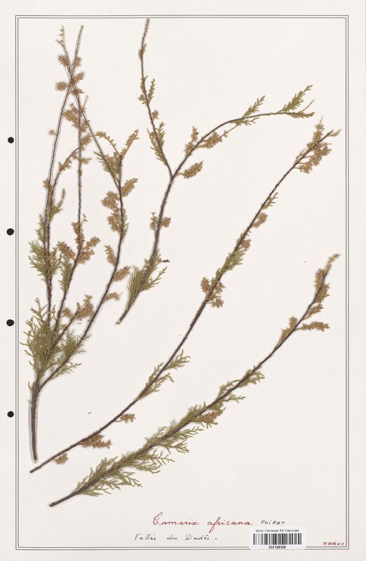 Tamarix africana  (Tamaricaceae)