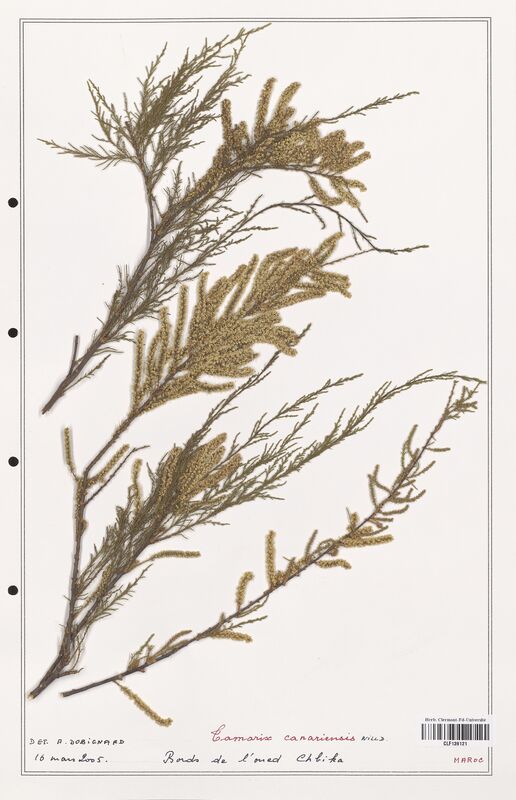 Tamarix canariensis  (Tamaricaceae)