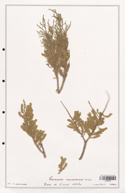 Tamarix canariensis  (Tamaricaceae)