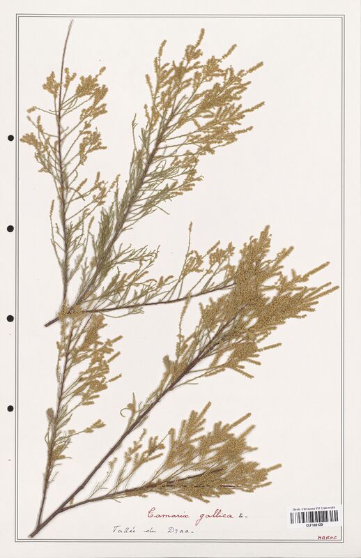 Tamarix gallica  (Tamaricaceae)