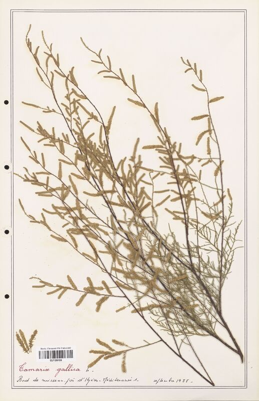 Tamarix gallica  (Tamaricaceae)