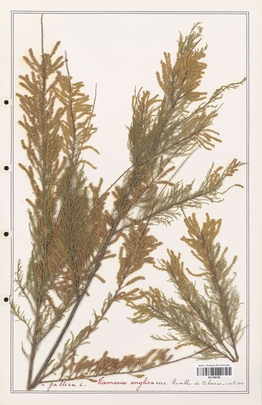 Tamarix anglica  (Tamaricaceae)