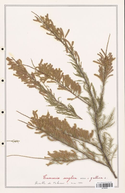 Tamarix anglica  (Tamaricaceae)