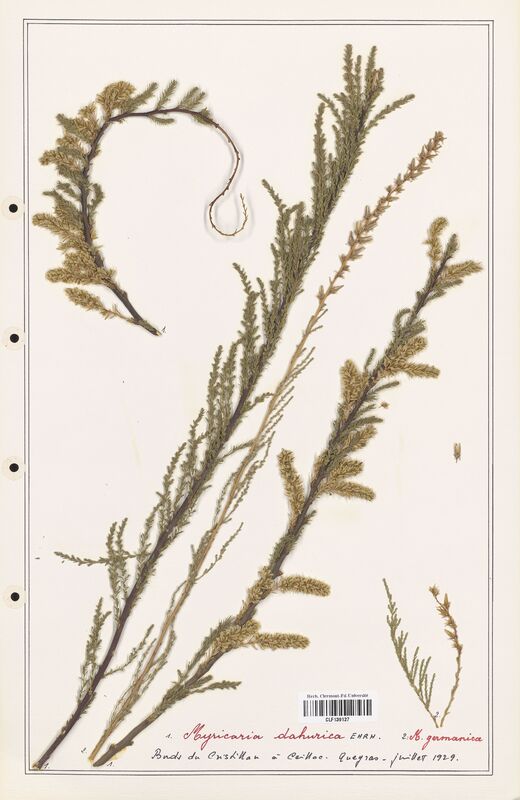 Myricaria dahurica  (Tamaricaceae)