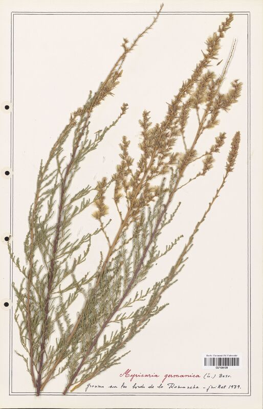 Myricaria germanica  (Tamaricaceae)