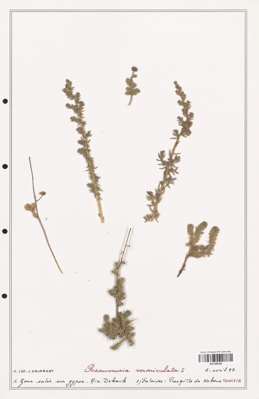 Reaumuria vermiculata  (Tamaricaceae)
