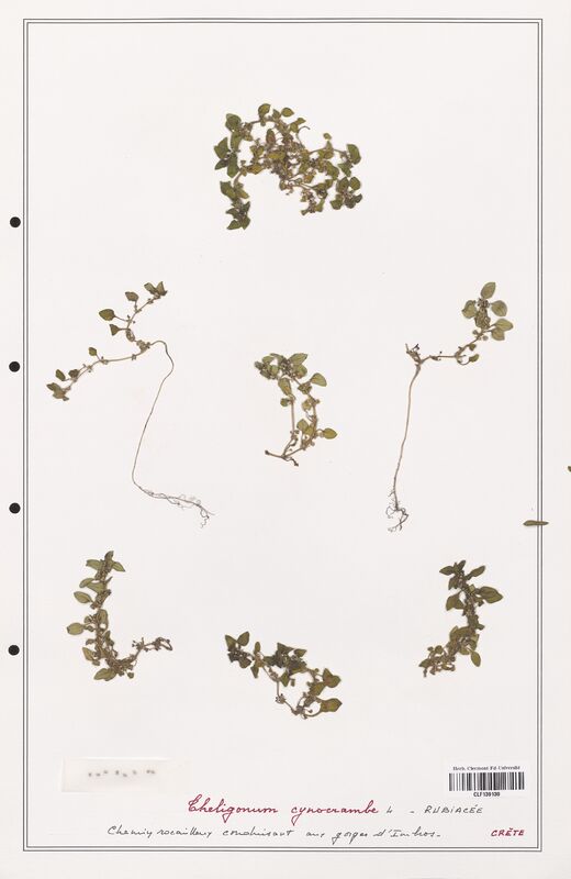 Theligonum cynocrambe  (Rubiaceae)