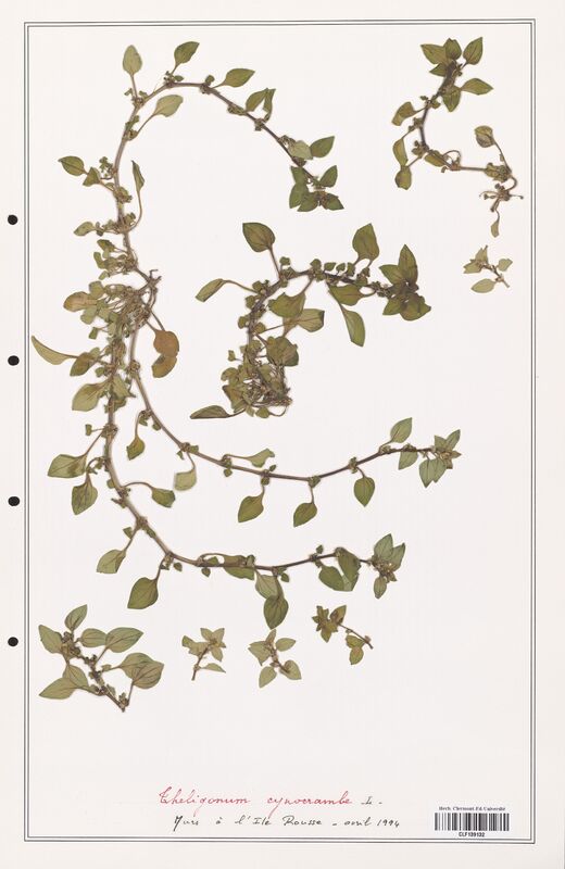 Theligonum cynocrambe  (Rubiaceae)