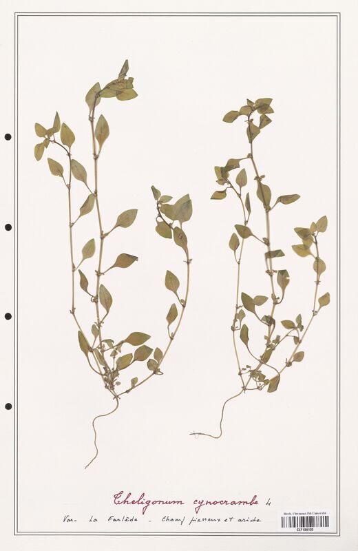 Theligonum cynocrambe  (Rubiaceae)