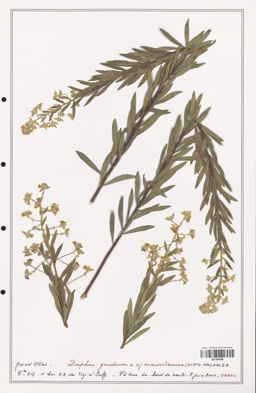 Daphne gnidium  (Thymelaeceae)