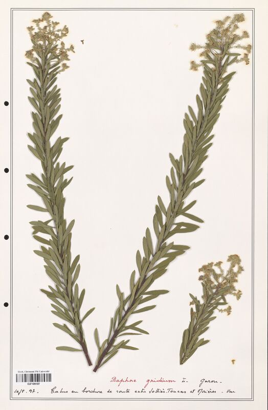 Daphne gnidium  (Thymelaeceae)