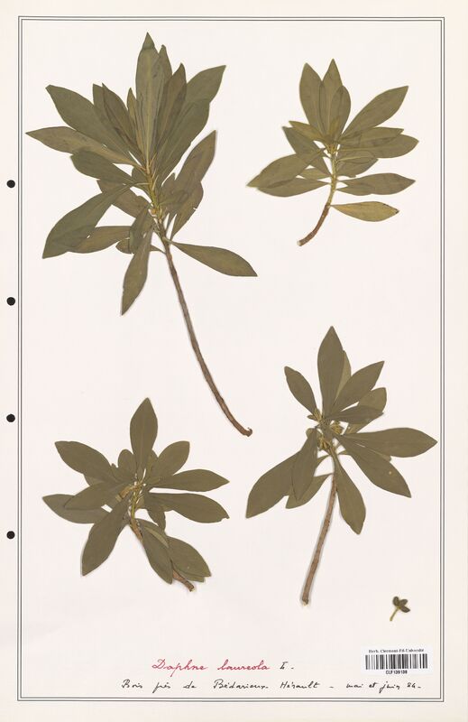 Daphne laureola  (Thymelaeceae)