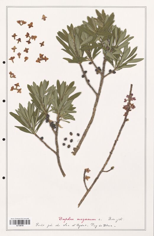 Daphne mezereum  (Thymelaeceae)