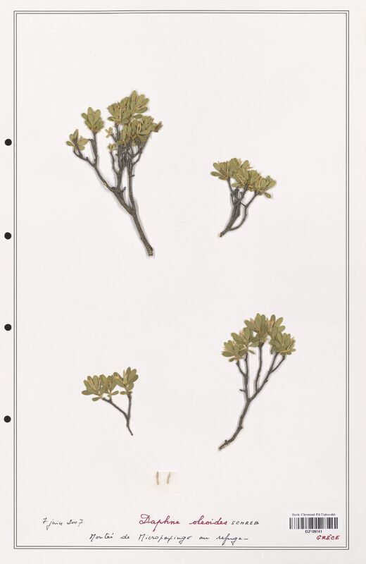 Daphne oleides  (Thymelaeceae)
