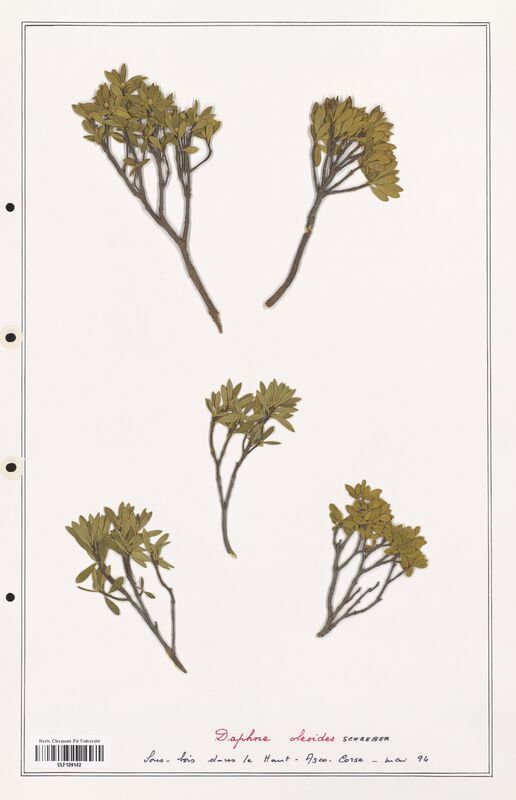 Daphne oleides  (Thymelaeceae)