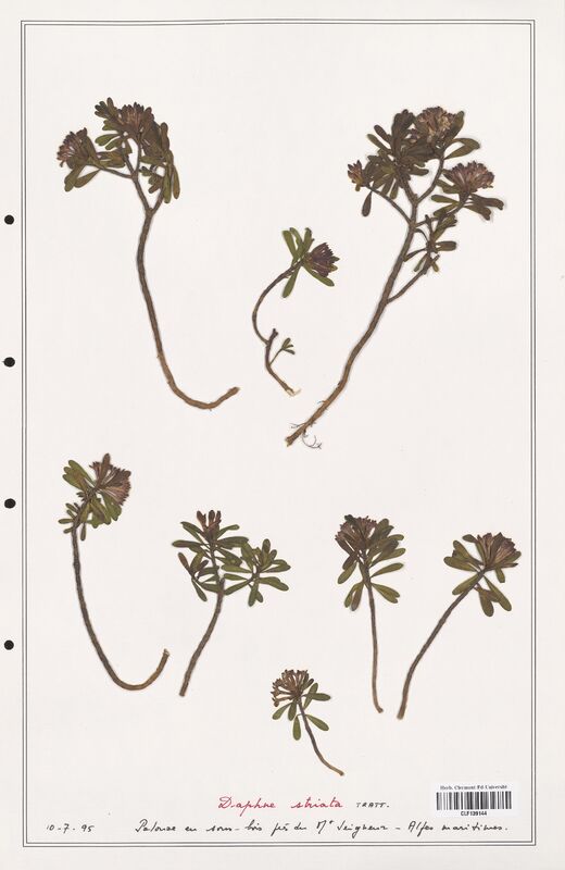 Daphne striata  (Thymelaeceae)