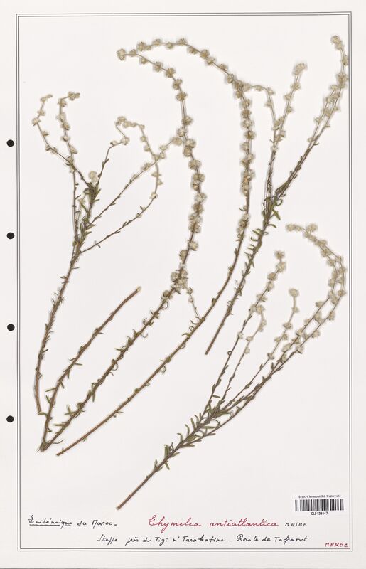 Thymelea antiatlantica  (Thymelaeceae)