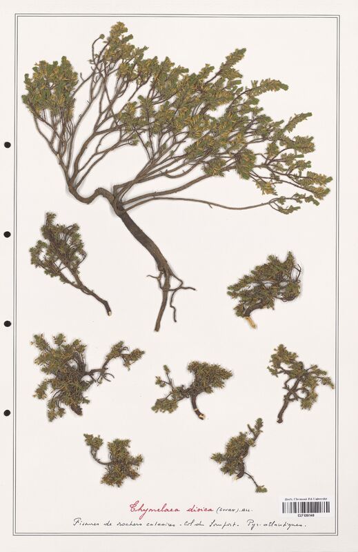 Thymelaea dioica  (Thymelaeceae)