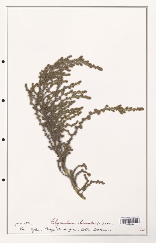 Thymelaea hirsuta  (Thymelaeceae)