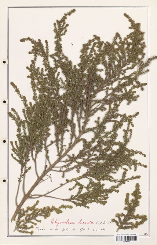 Thymelaea hirsuta  (Thymelaeceae)