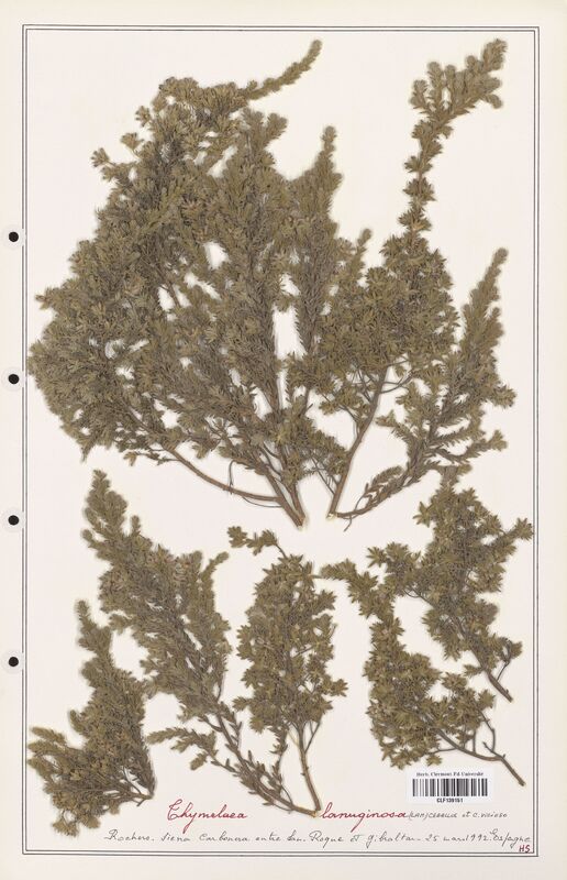 Thymelaea lanuginosa  (Thymelaeceae)